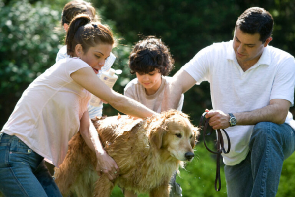 Family washing a golden retriever in a sunny backyard